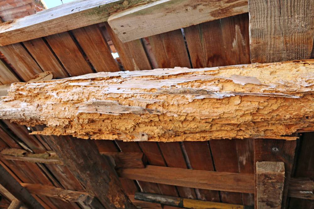 Stark beschädigter Holzbalken durch Witterung oder Schädlingsbefall – Beispiel für notwendige Holzsanierung durch Zimmerei.